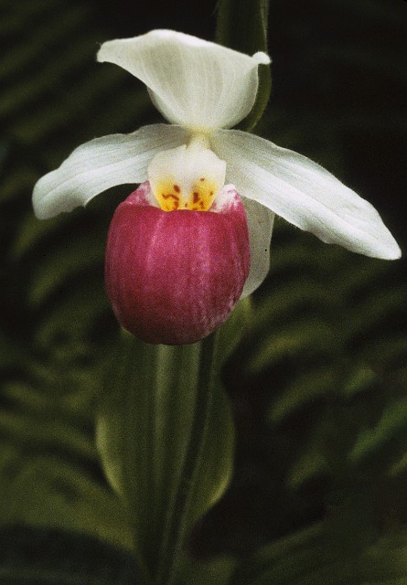 Cypripedium reginae - Showy Lady Slipper  01a.jpg